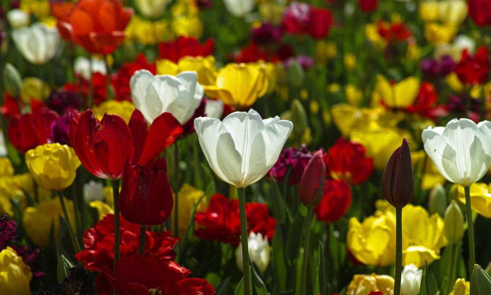 Find lyskæder til flagstang hos Havehobby.dk