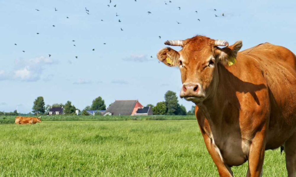 Fangefolden er en essentiel del af mange moderne landbrug